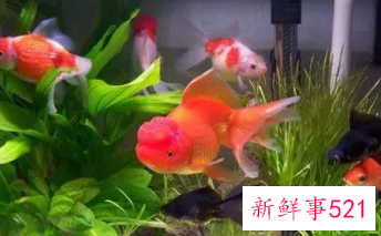 家里养鱼养几条好关于风水