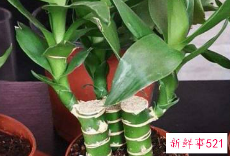 富贵竹如何一根变两根