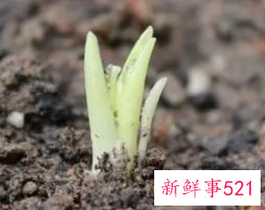 梦见百合发芽好不好