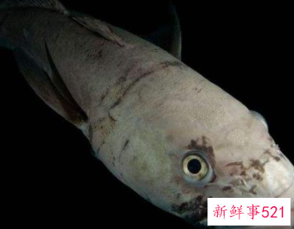 世界上最耐寒的鱼