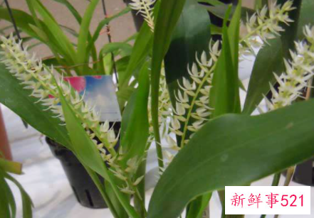 一叶兰的养殖方法