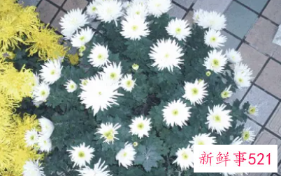 两次梦见亲人去世怎么回事