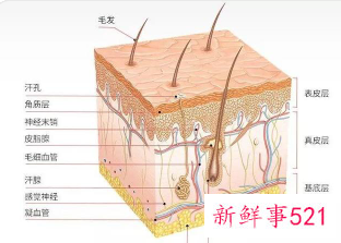 皮肤6大层每层的作用
