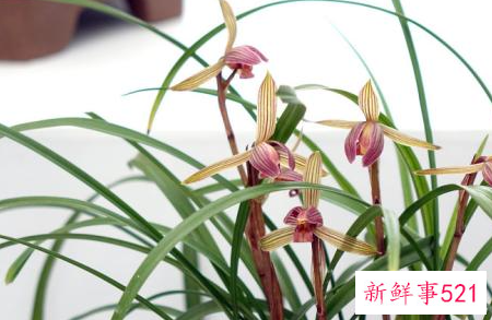 兰花翻盆的时间及方法介绍