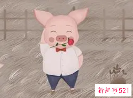 95年属猪哪年遇到另一半