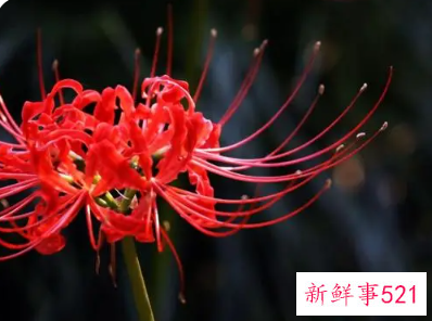 彼岸花适合送给什么人