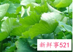 鲜荷叶的功效与作用