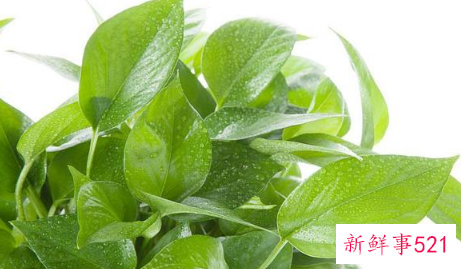 直接用啤酒浇了绿萝怎么补救