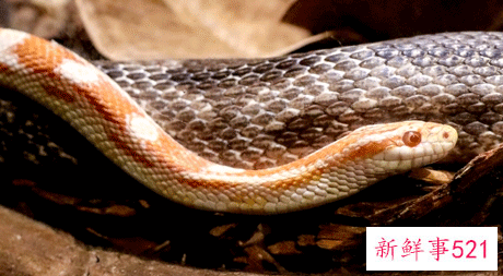 属蛇女运势及运程