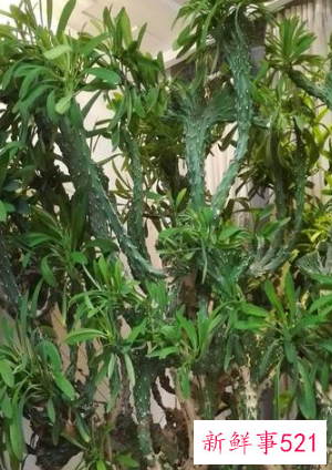 7种象征吉祥好运的花