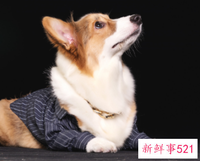 1982年属狗是什么命