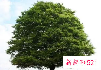 梦见几棵很高大的树