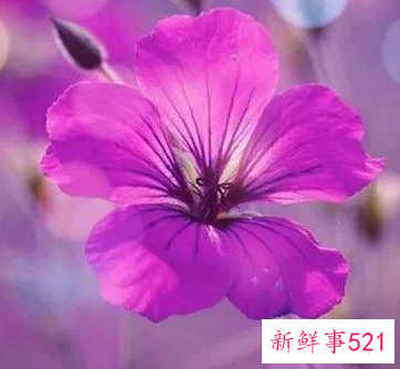 寓意好运的微信号两个字