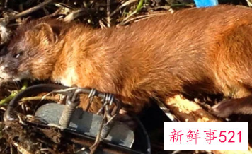 打死黄鼠狼会得报应吗