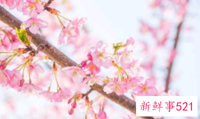 懂得珍惜的人才配拥有的句子