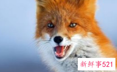 南方能养雪狐吗