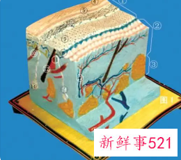 皮肤6大层每层的作用