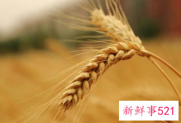 收获的优美句子