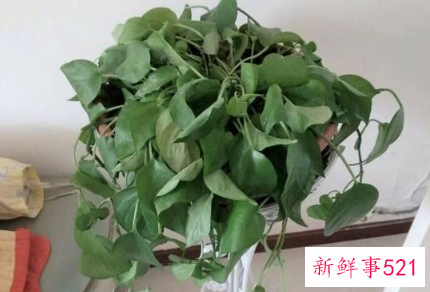 直接用啤酒浇了绿萝怎么补救