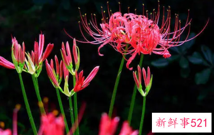 彼岸花适合送给什么人