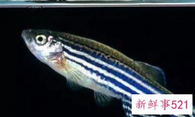 初学养鱼适合养什么鱼