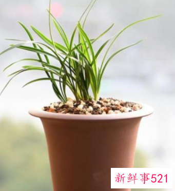 兰花翻盆的时间及方法介绍