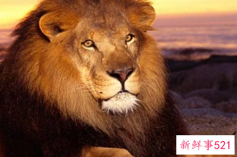 来看看你在领导眼中最像哪种动物