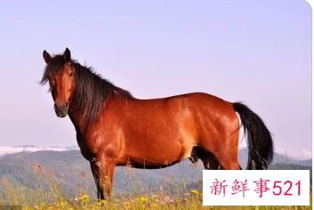 90年属马女二婚幸福吗