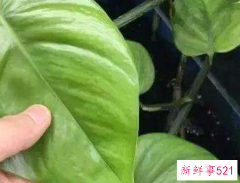 怎么养出大叶的绿萝呢