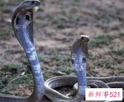 孕妇梦见蛇吞蛇是什么意思