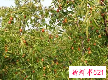 女人梦见树上的枣子