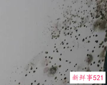 外墙潮湿发霉怎么处理