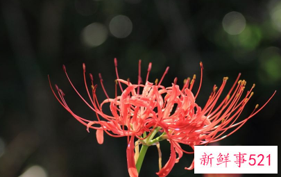 彼岸花适合送给什么人