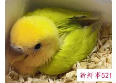 鹦鹉的正确饲养方法