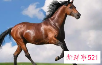 属马的人适合戴什么手串