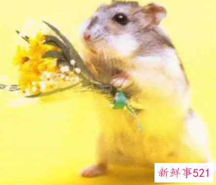 已婚女人梦到老鼠是胎梦吗