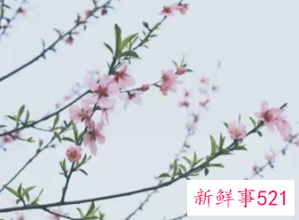 徐志摩最惊艳的情话