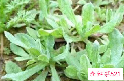 孕妇吃了鼠曲草怎么办