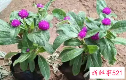 千日红如何过冬天