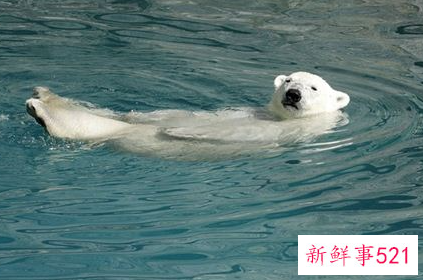 梦见大熊是什么寓意