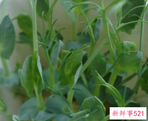 豌豆苗什么人不能吃