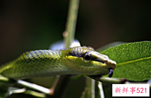 梦见被蛇咬自己手指头