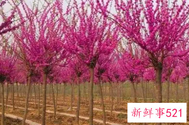 紫荆花适合在哪些地方种植