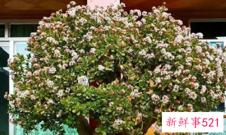 7种象征吉祥好运的花