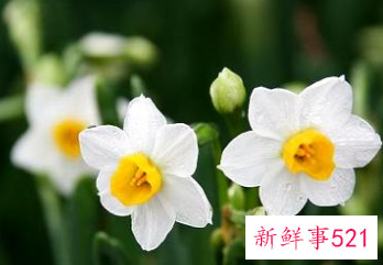水仙花有毒吗