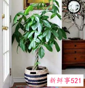 财位上放什么东西最旺财