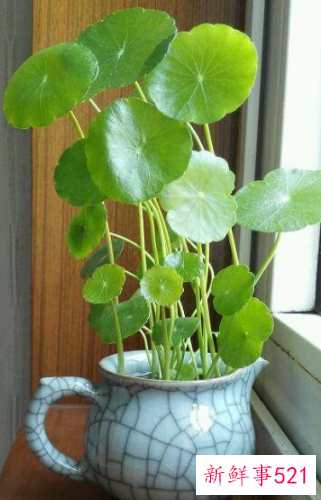 7种象征吉祥好运的花