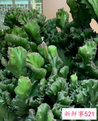 7种象征吉祥好运的花