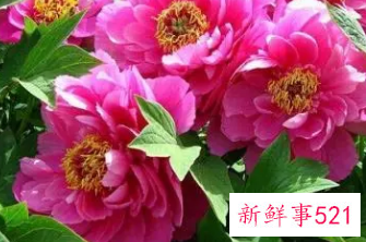 梦见男朋友拿着花来找我