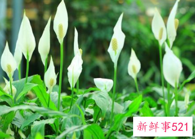 7种象征吉祥好运的花